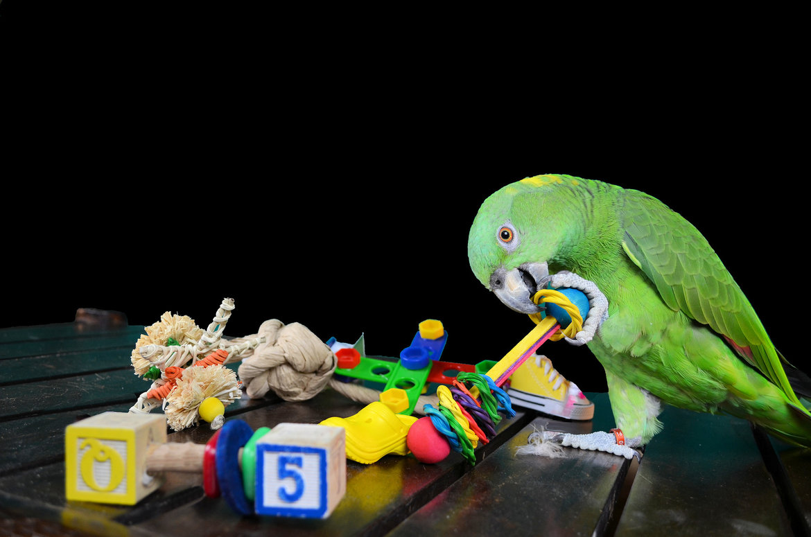Jongleren boekje slachtoffer speelgoed voor papegaaien te koop - Dieca De Specialist in Papegaaien