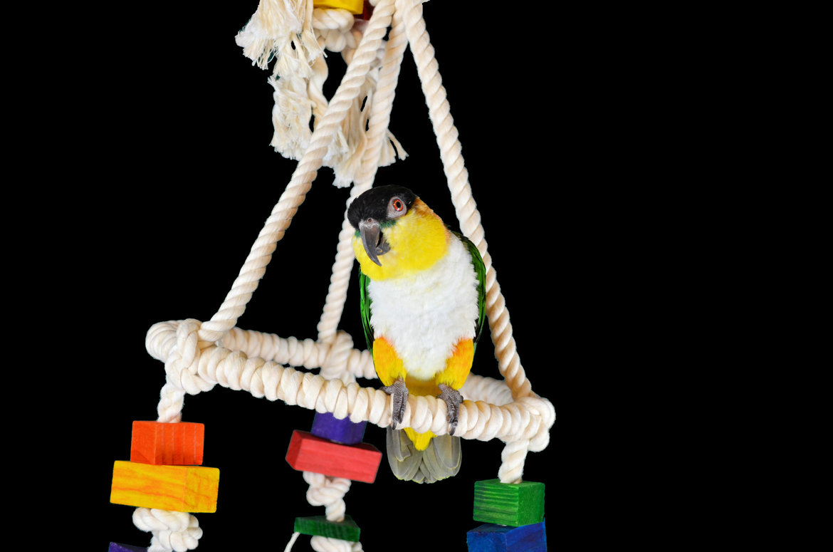 stap in Oxide zich zorgen maken Papegaaienspeelgoed klimmen en zwieren - Dieca De Specialist in Papegaaien