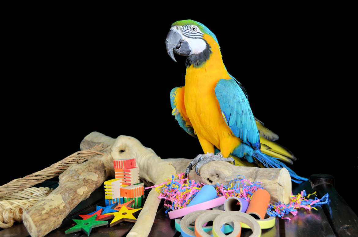 Papegaaien zelf maken - Dieca De Specialist in Papegaaien